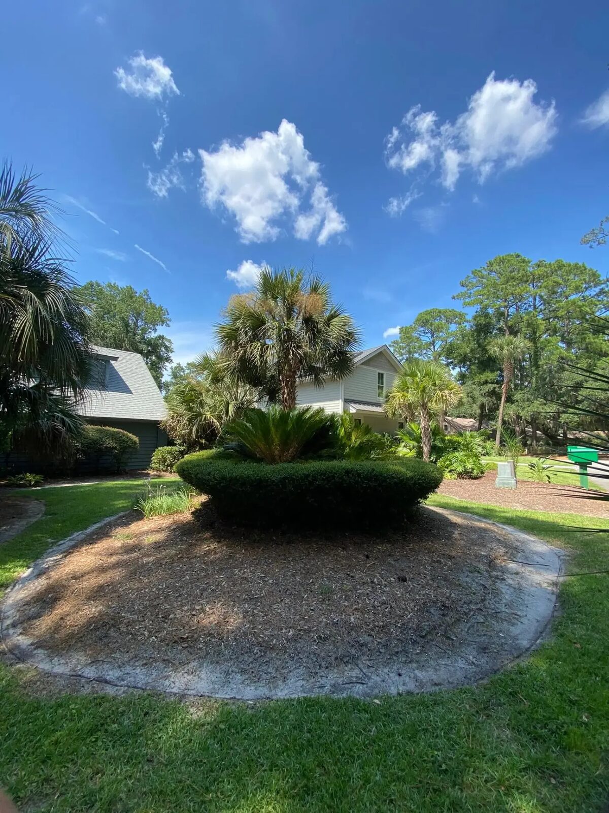Trimmed hedge and palms in a mulched circular island bed with green lawn