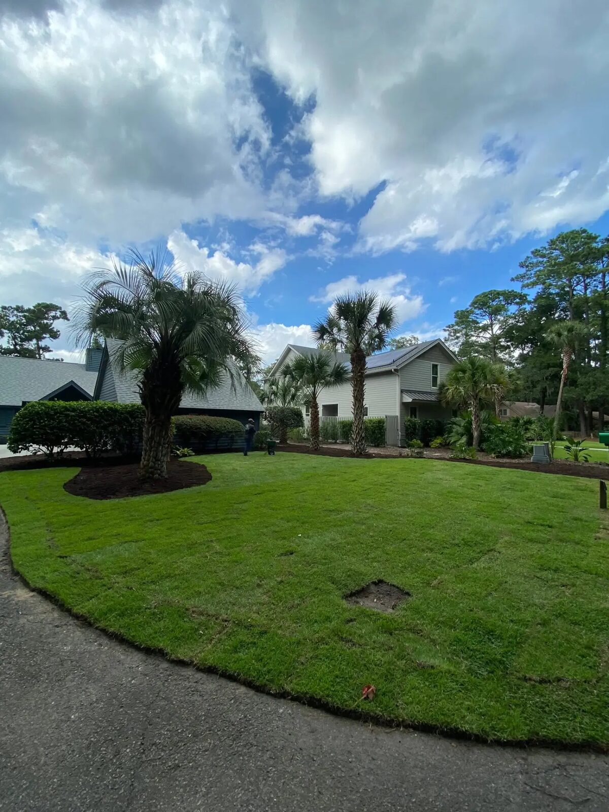 Freshly laid sod lawn with palms and mulched beds in front of a coastal home