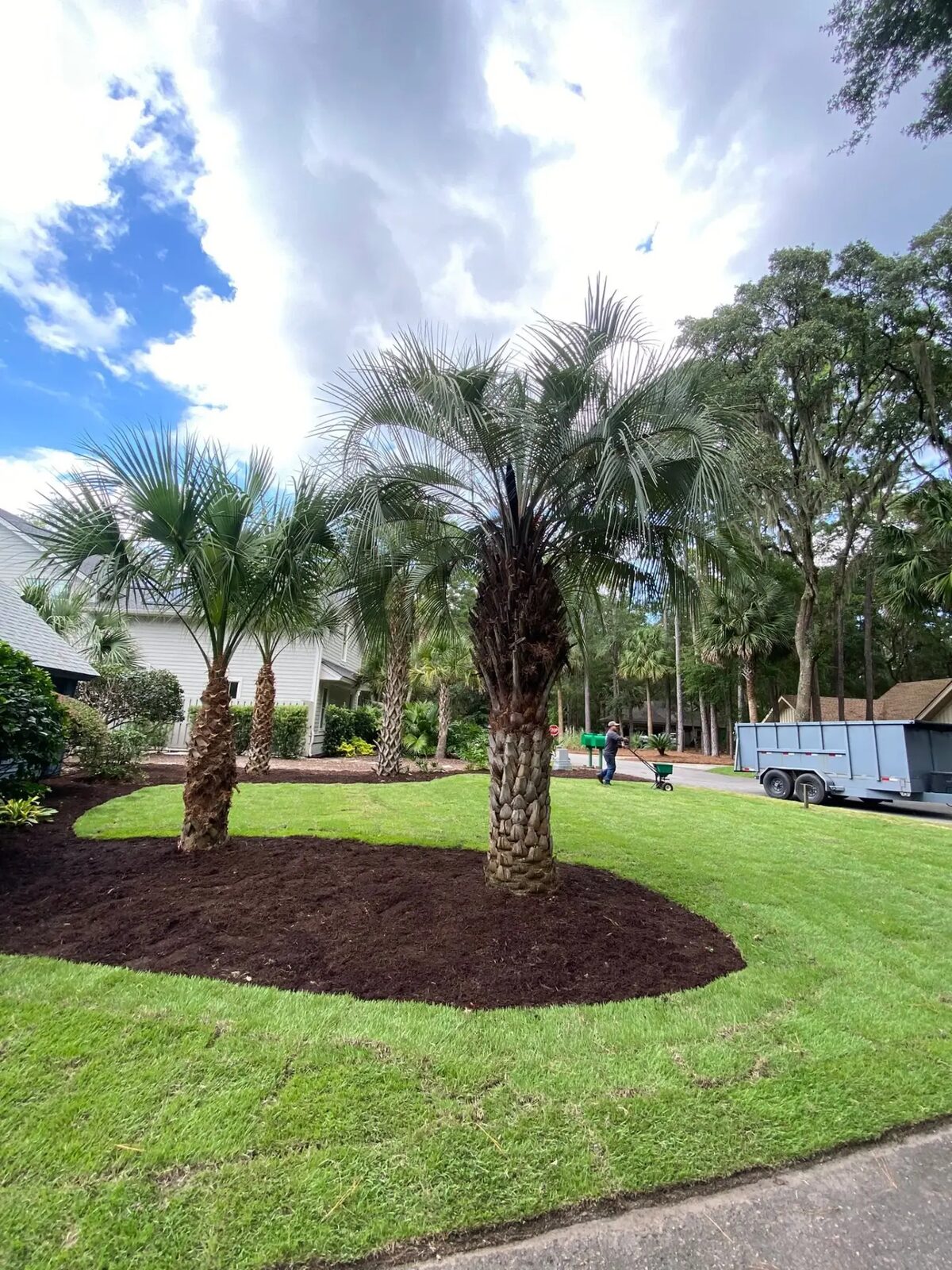 Palm trees in a freshly mulched island bed surrounded by manicured lawn