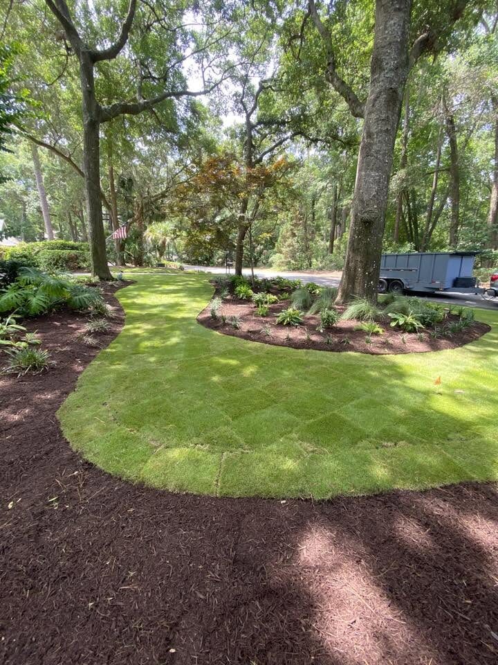 New sod squares installed under live oaks with mulched planting beds